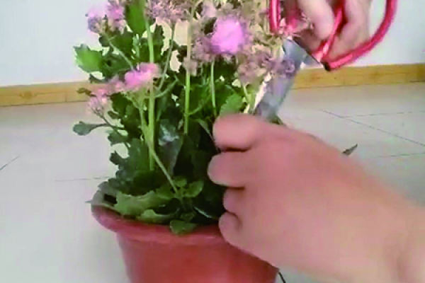longevity flower