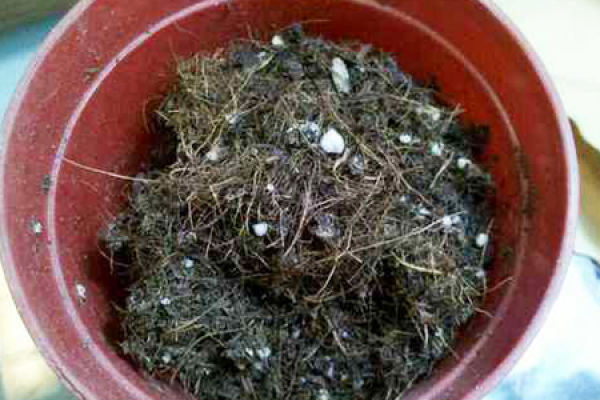 soil