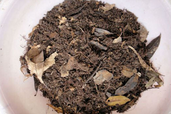 soil