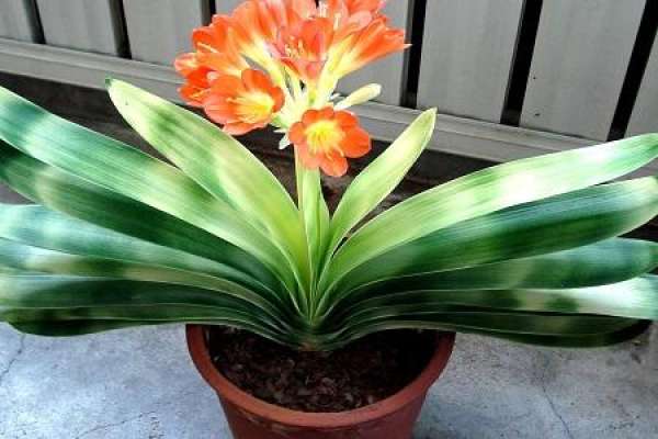 Clivia miniata