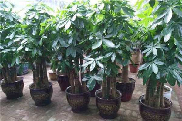 Fortune Tree