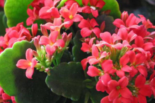 Jonquil