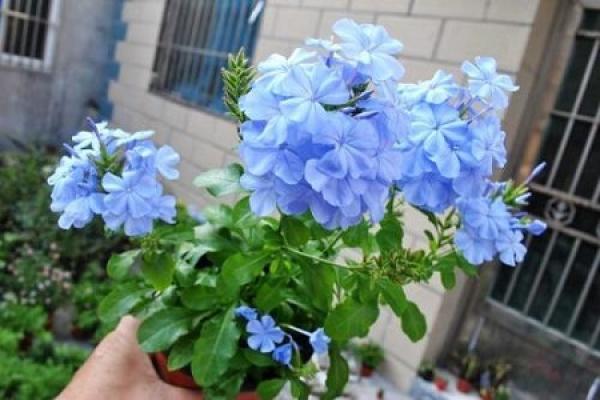 blue snowflake