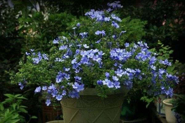 Blue Snowflake