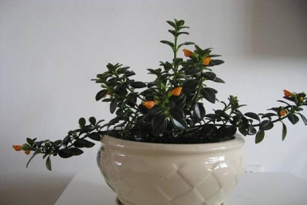 Goldfish chlorophytum