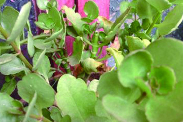 longevity flower