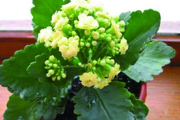 Jonquil