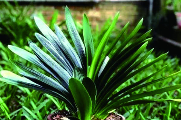 Anshan orchid