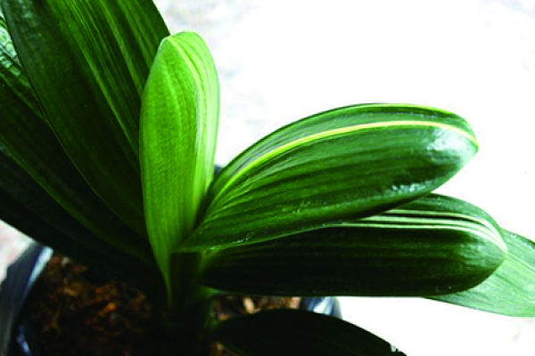 Cymbidium