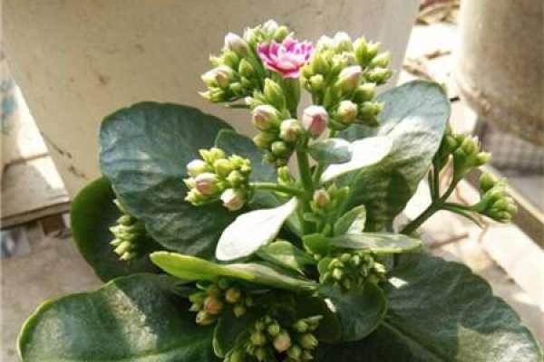 longevity flower