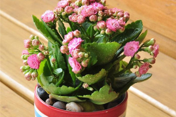 longevity flower