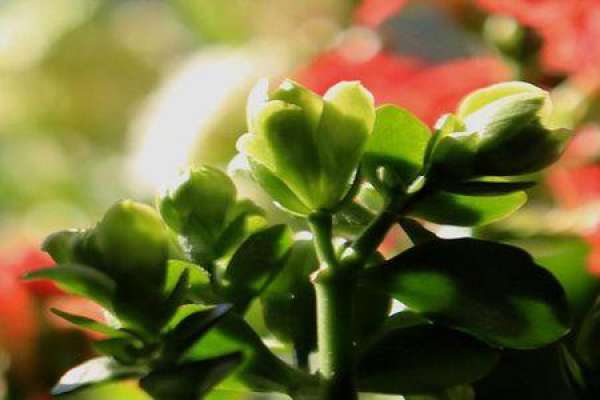 longevity flower