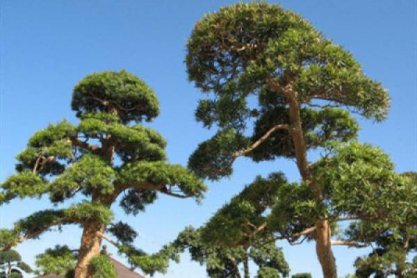 pine