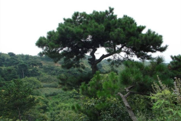 Pine tree