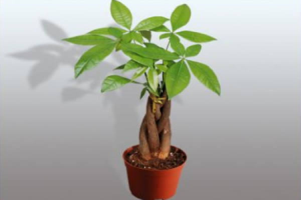 Fortune Tree