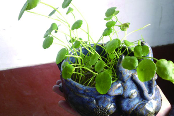 Herba Lysimachiae