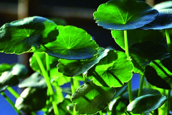 Herba Lysimachiae