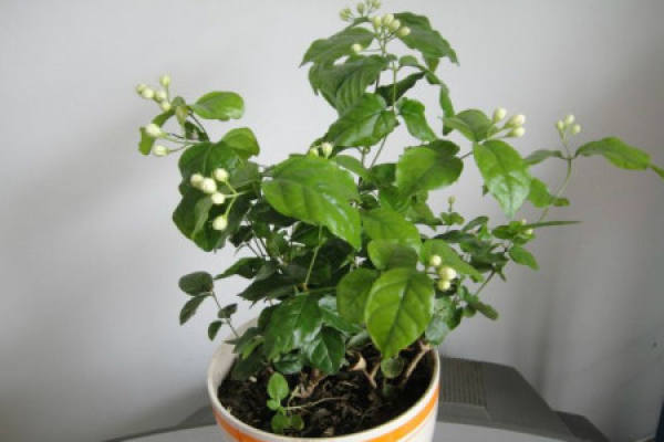 Jasmine
