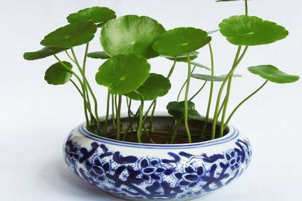 Half soil and half water Half soil and half water