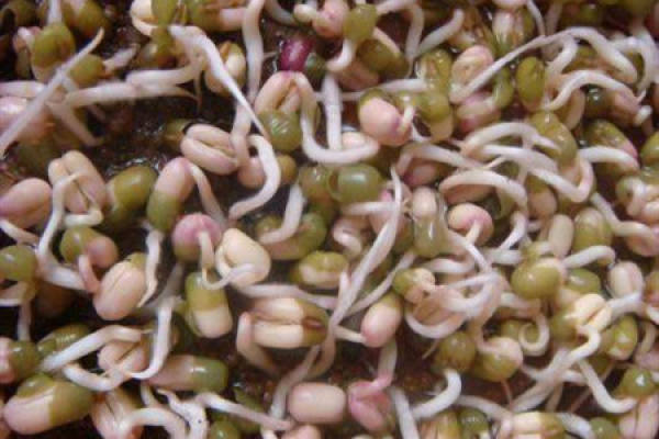 Mung bean sprout