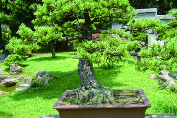 Pine tree