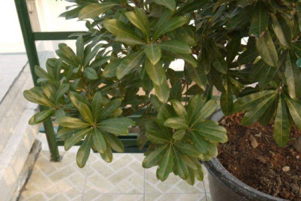 Arbutus