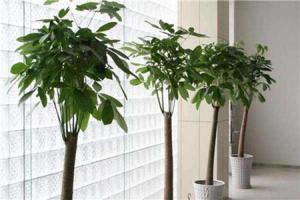 Money Tree