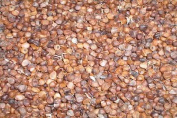 seed