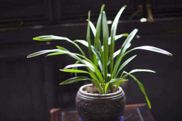 Orchid
