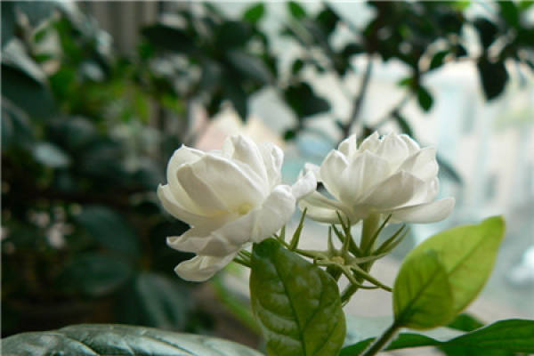 Jasmine