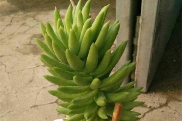 Thousand-fingered citron