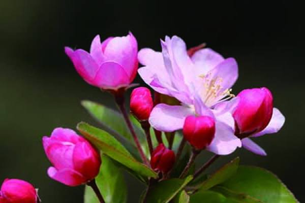 four seasons crabapple