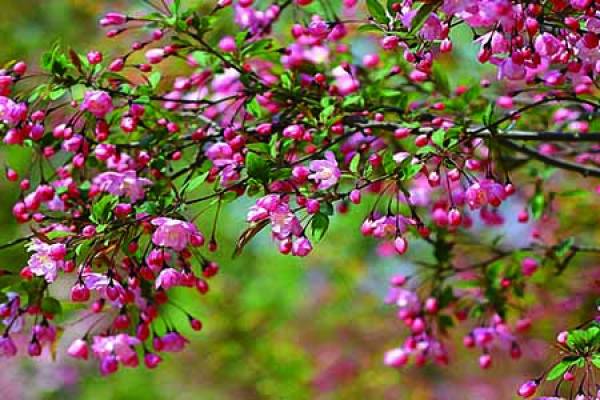 four seasons crabapple