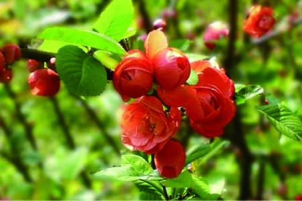 Chaenomeles speciosa