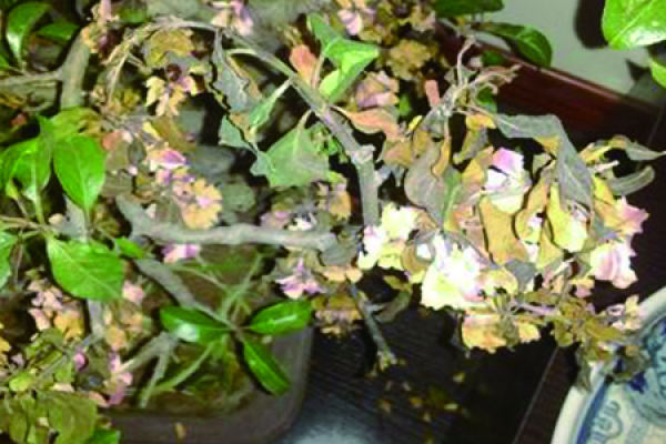Chinese flowering crabapple