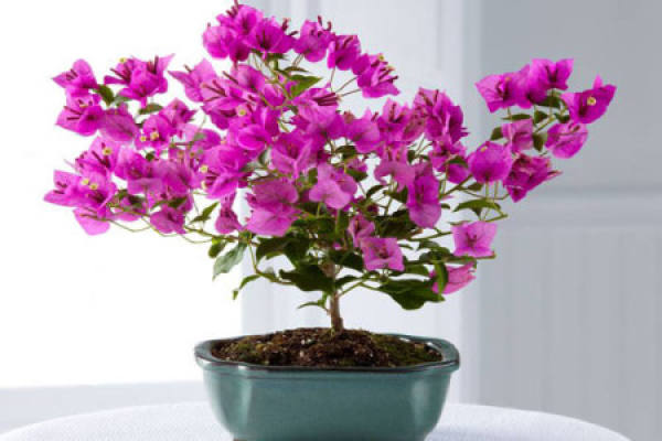 Bougainvillea