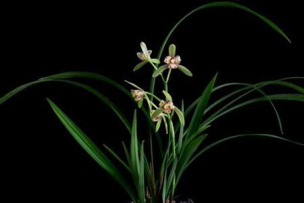 orchid