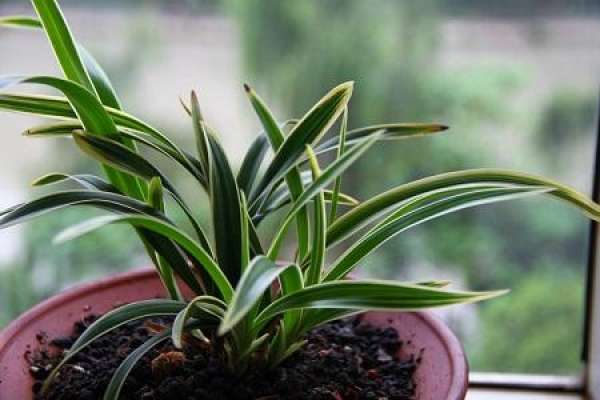 orchid