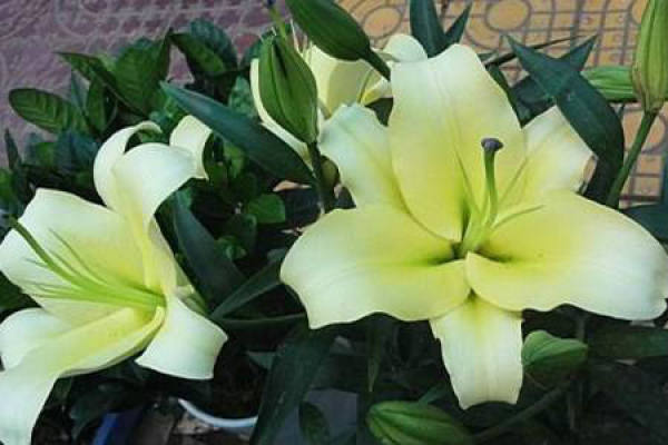 Lily