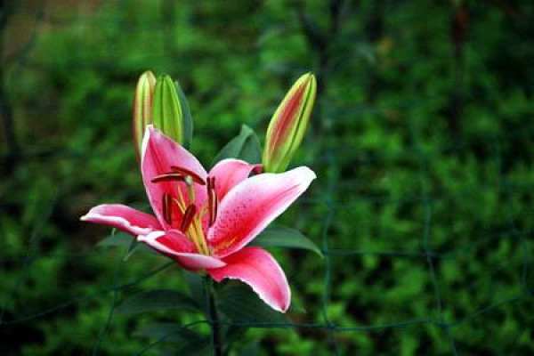 Lily Flower