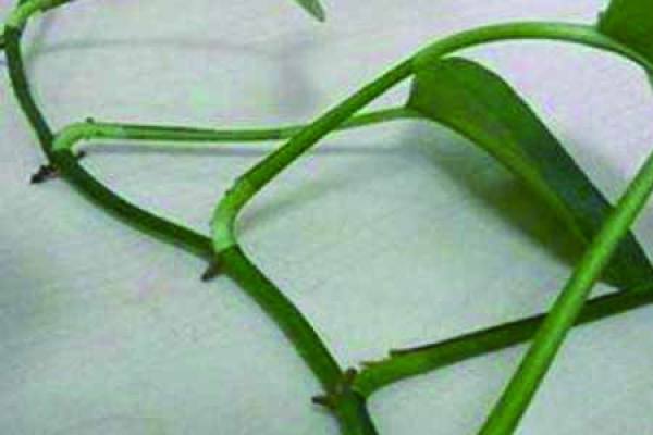 Green dill
