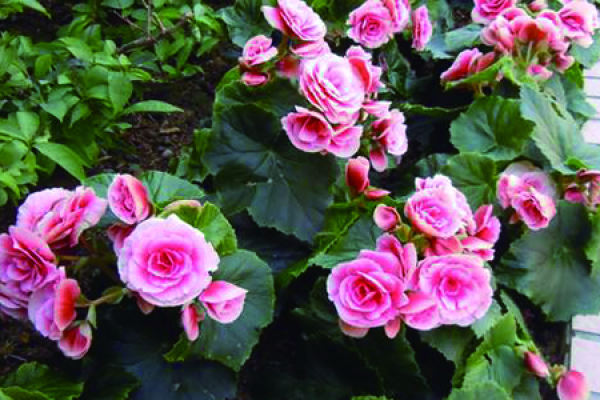 Rose Begonia