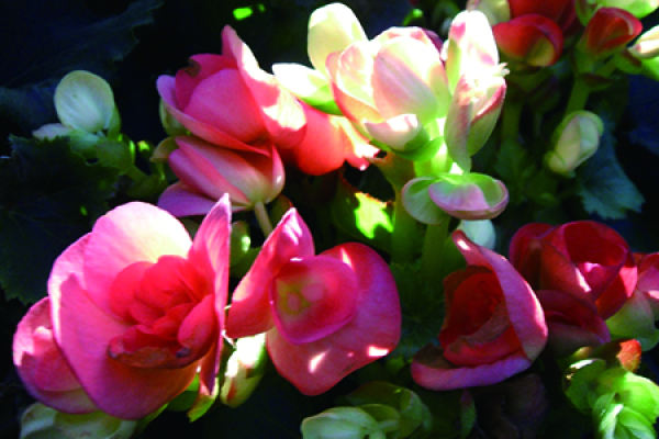 rose crabapple