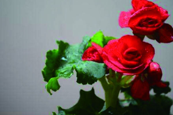 Rose Begonia