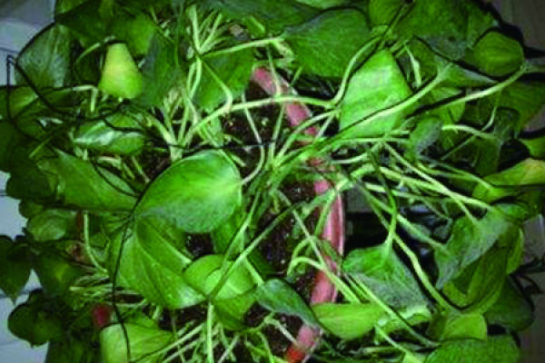 Green dill