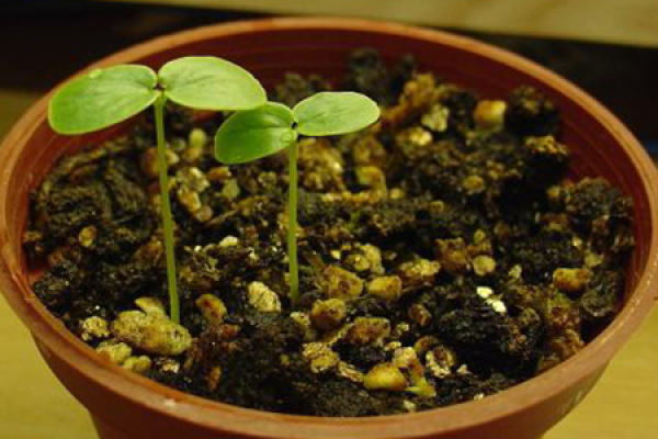 passion fruit