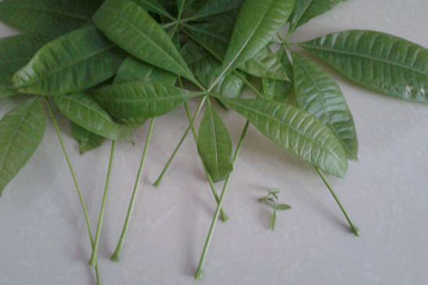 Money Tree