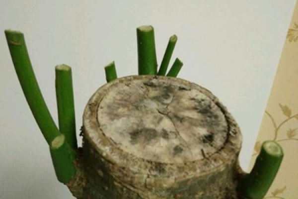 Money Tree