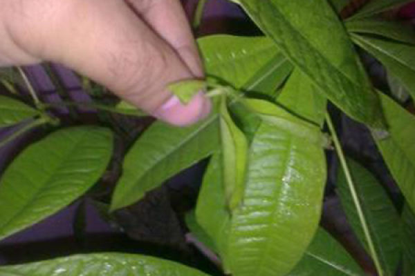 Fortune Tree