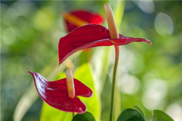 Anthurium